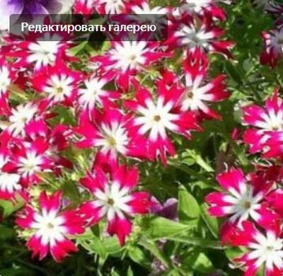 флоксы многолетние размножение