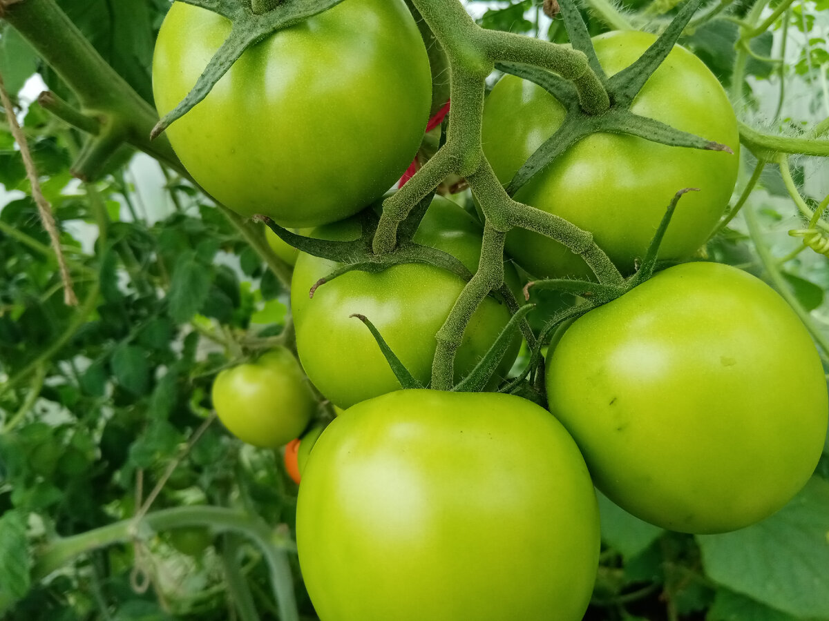 Борная кислота для томатов: дозировка и правила разведения