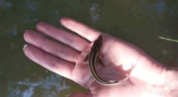 Источник фото: минприроды.рф