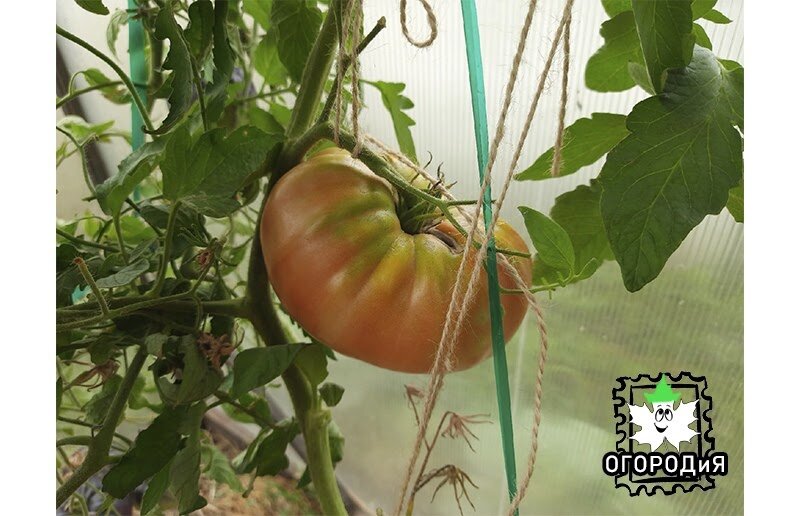 Компания Daetwyler, 8 августа, плоды подвязывала, чтобы не надломились