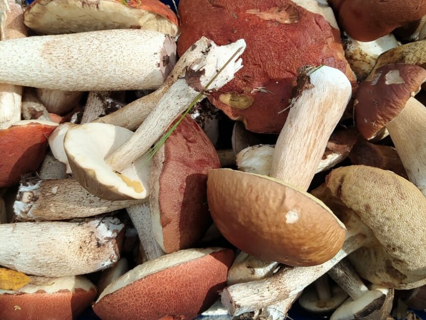 Высокая пищевая ценность продукта представлена соотношением белков, жиров и углеводов (БЖУ), которое составляет 4,5/1/0,2 г на 100 грамм. Энергетическая ценность во многом зависит от вида грибов и колеблется в пределах 25-40 ккал на каждые 100 грамм.