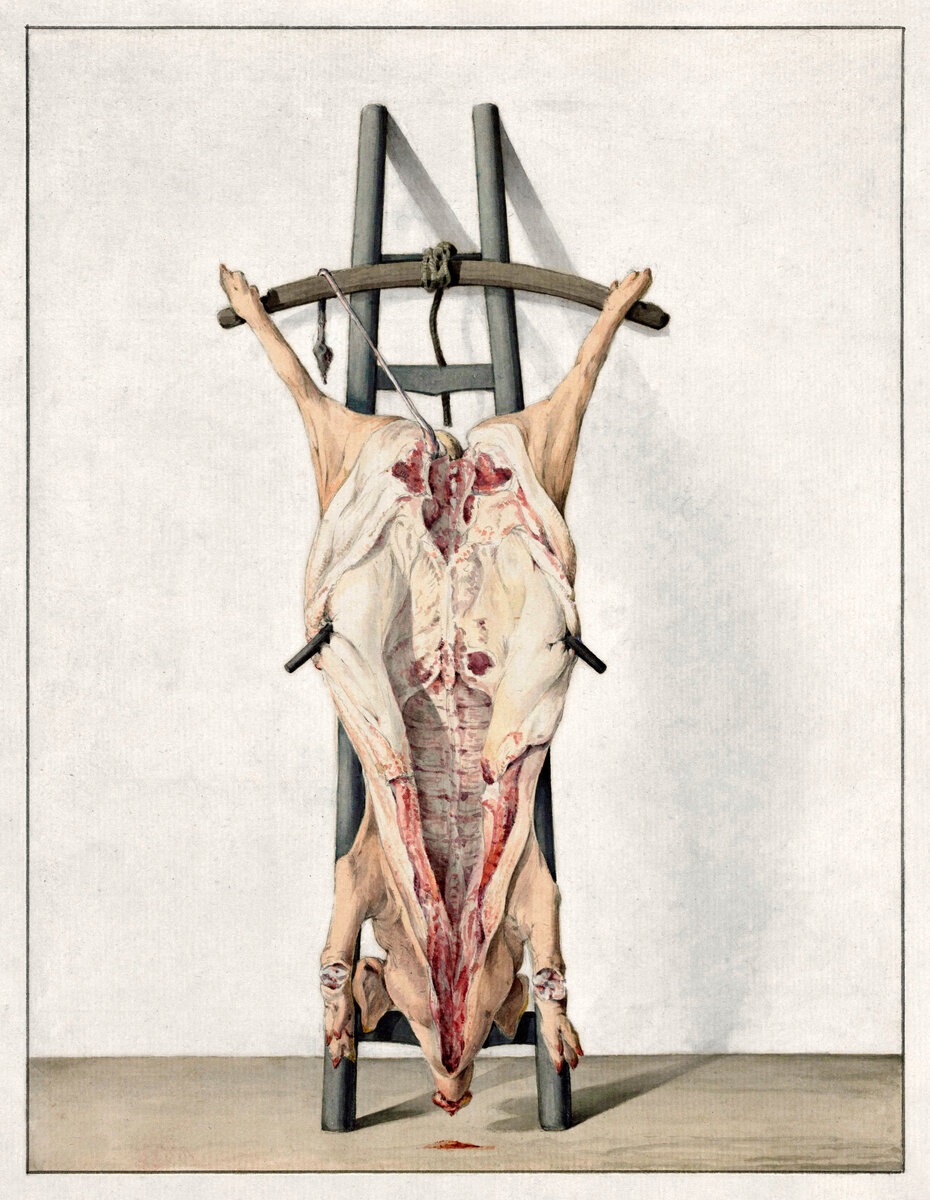 Dead pig (1796) drawing in high resolution by Jean Bernard