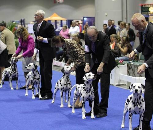 Плюсы выставок собак