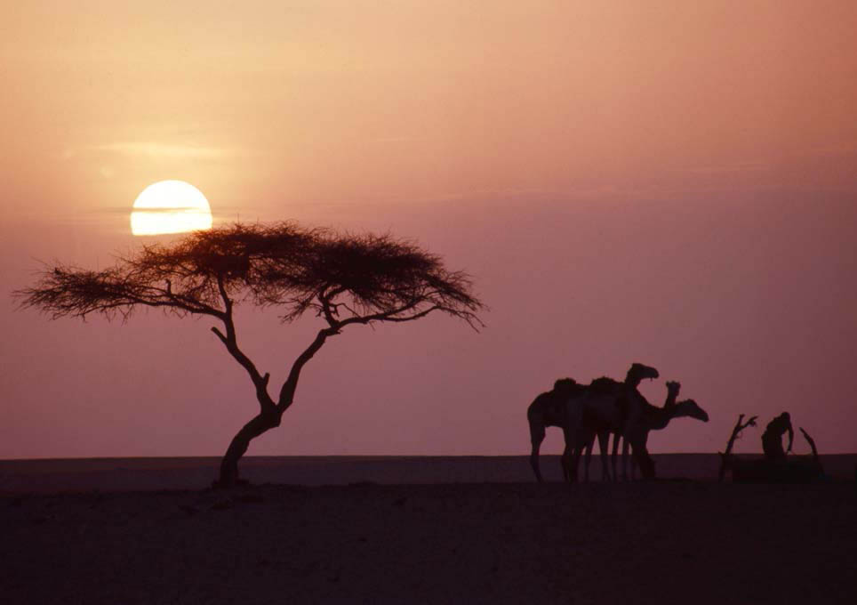 Пустынный пейзаж