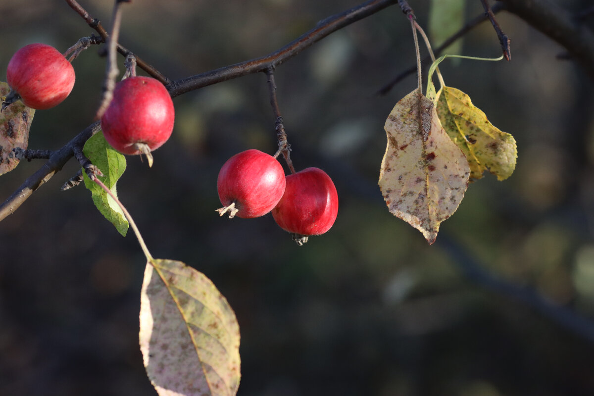 Дикие яблоки- молодильные
