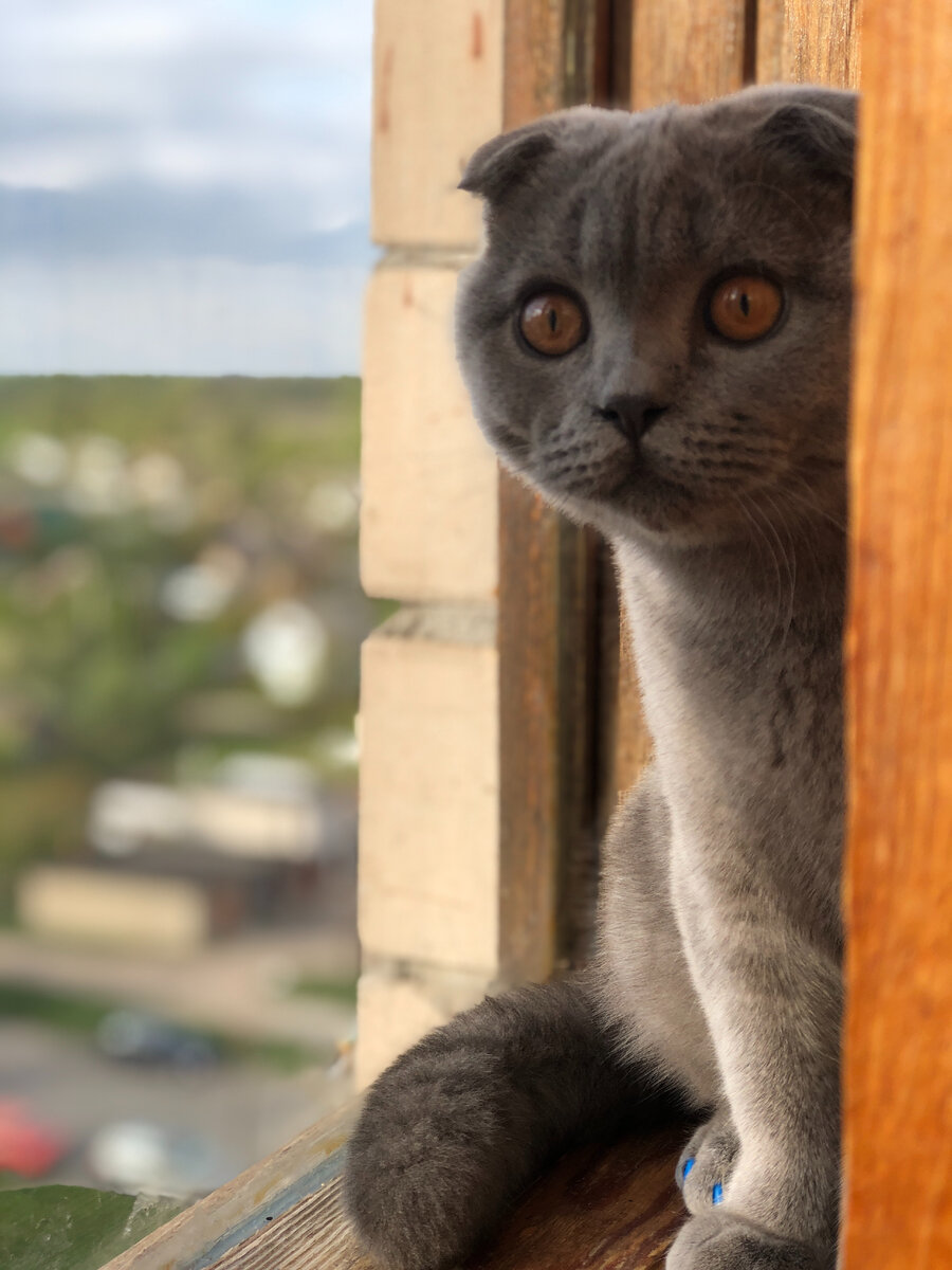 Вот Космос с умываниями не перебарщивает, впрочем, зачем умывать такую красоту?)