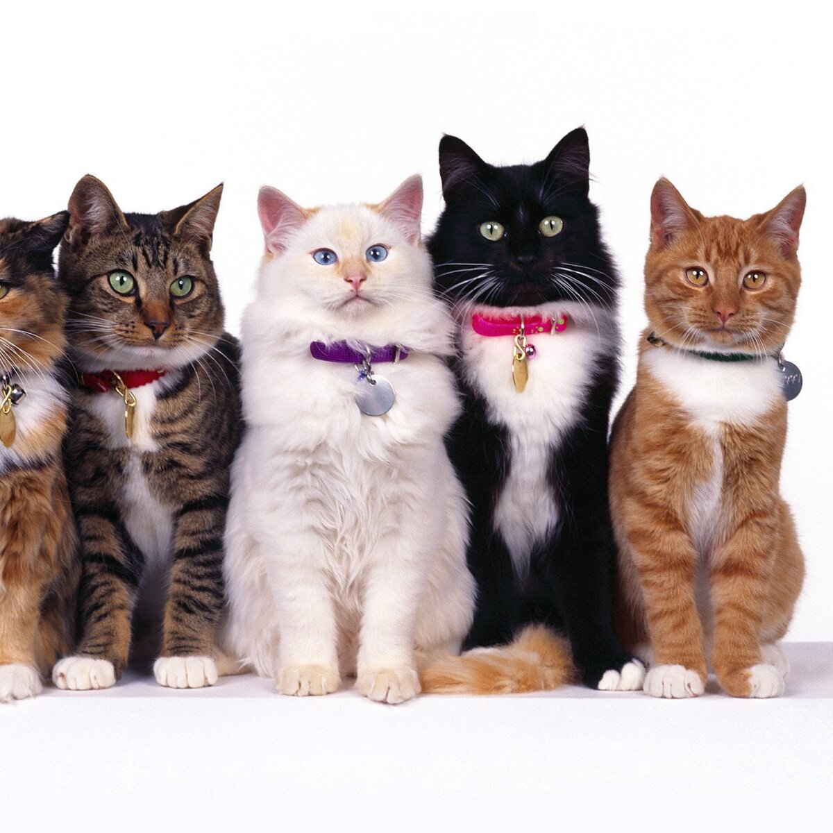 Кошка много цветов. Кошки разных цветов. Много кошек. Разные окрасы кошек. Кошечки разные цвета.