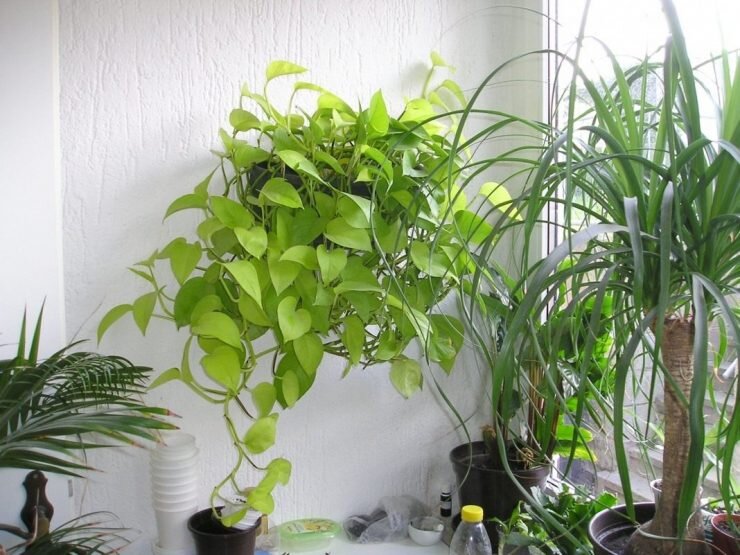 Использование растений для украшения комнаты. Ссылка на фото https://goo.su/9G3e.