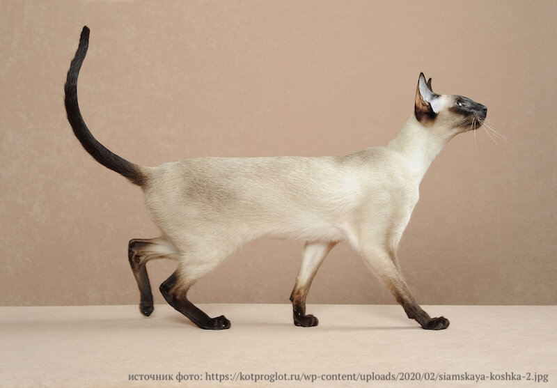 Сиамская кошка окраса сил-пойнт