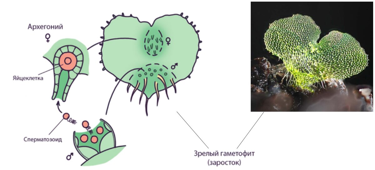 Клетки мужского гаметофита. Женский заросток. Заросток гаметофит. Образование заростка. Заросток раздельнополый.