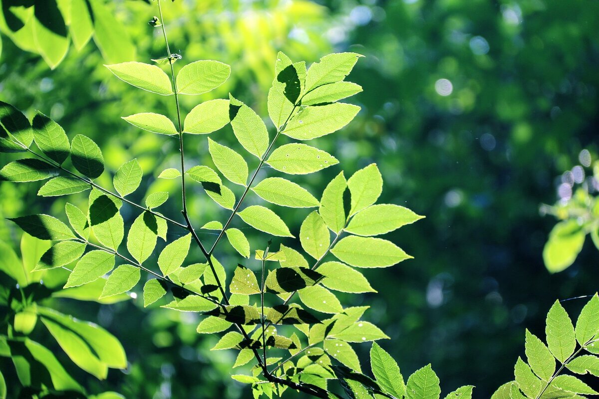 Источник https://pixabay.com/ru/photos/листья-дерево-грин-лес-лист-2379362/