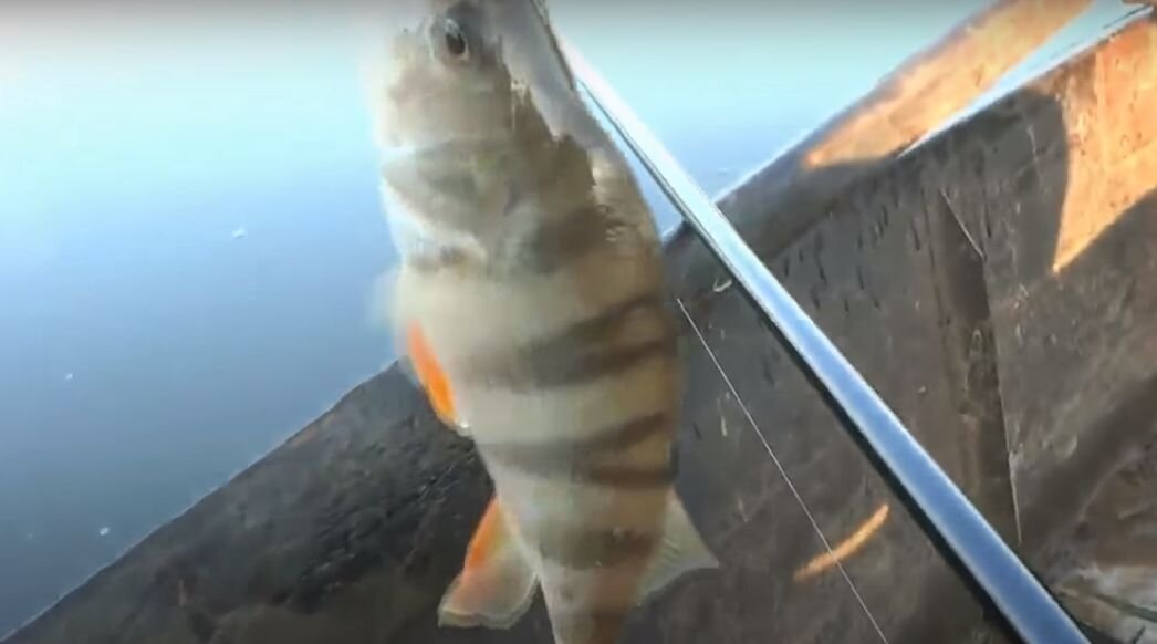 Подборка видео о ловле на отводной поводок