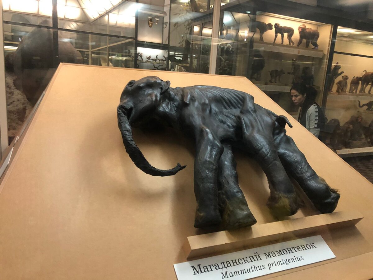 Отдельная гордость музея - мамонтята Дима и Маша (Магаданский и Ямальский мамонтята)