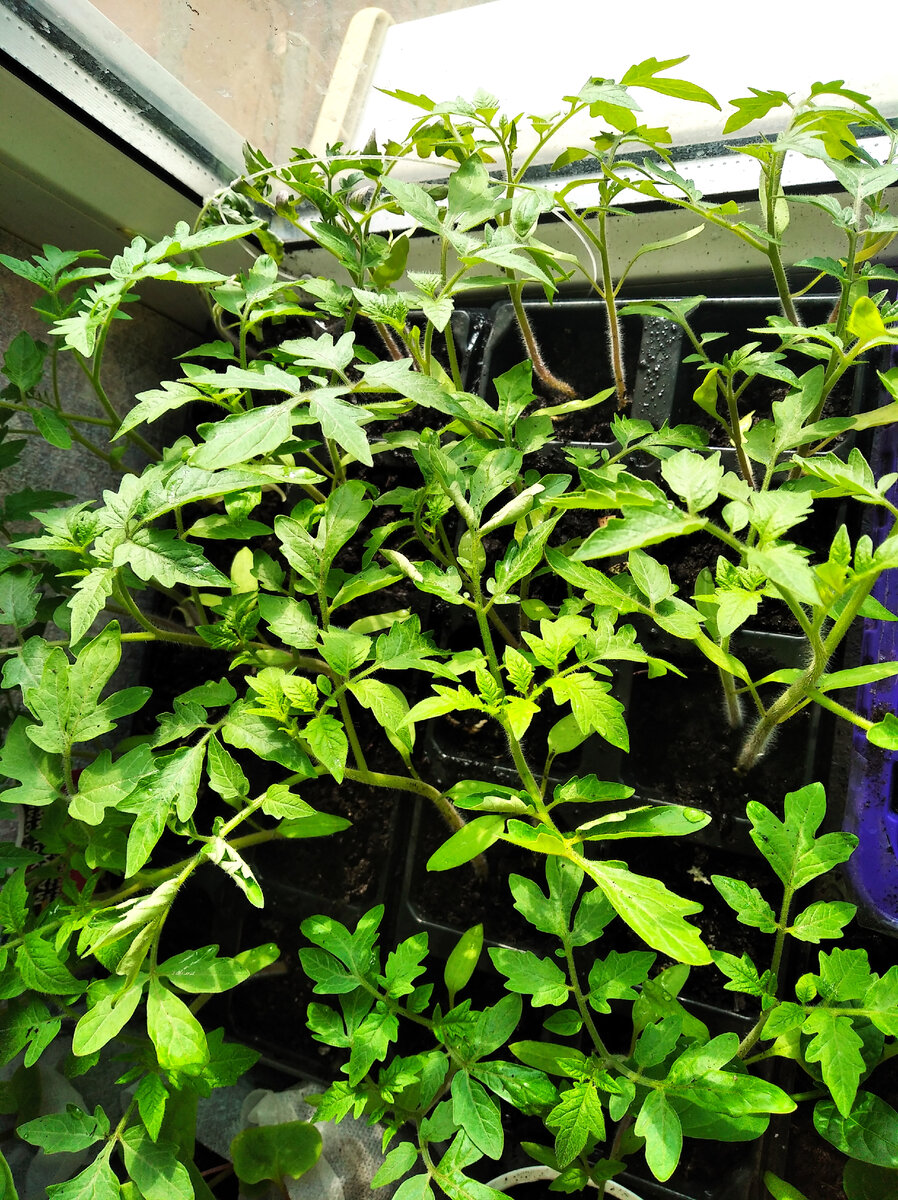 Томат "непасынкующийся сахарный"