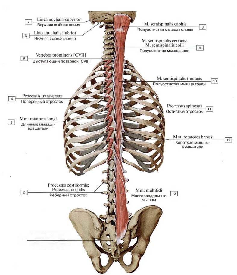 Самый глубокий слой мышц - медиальный тракт