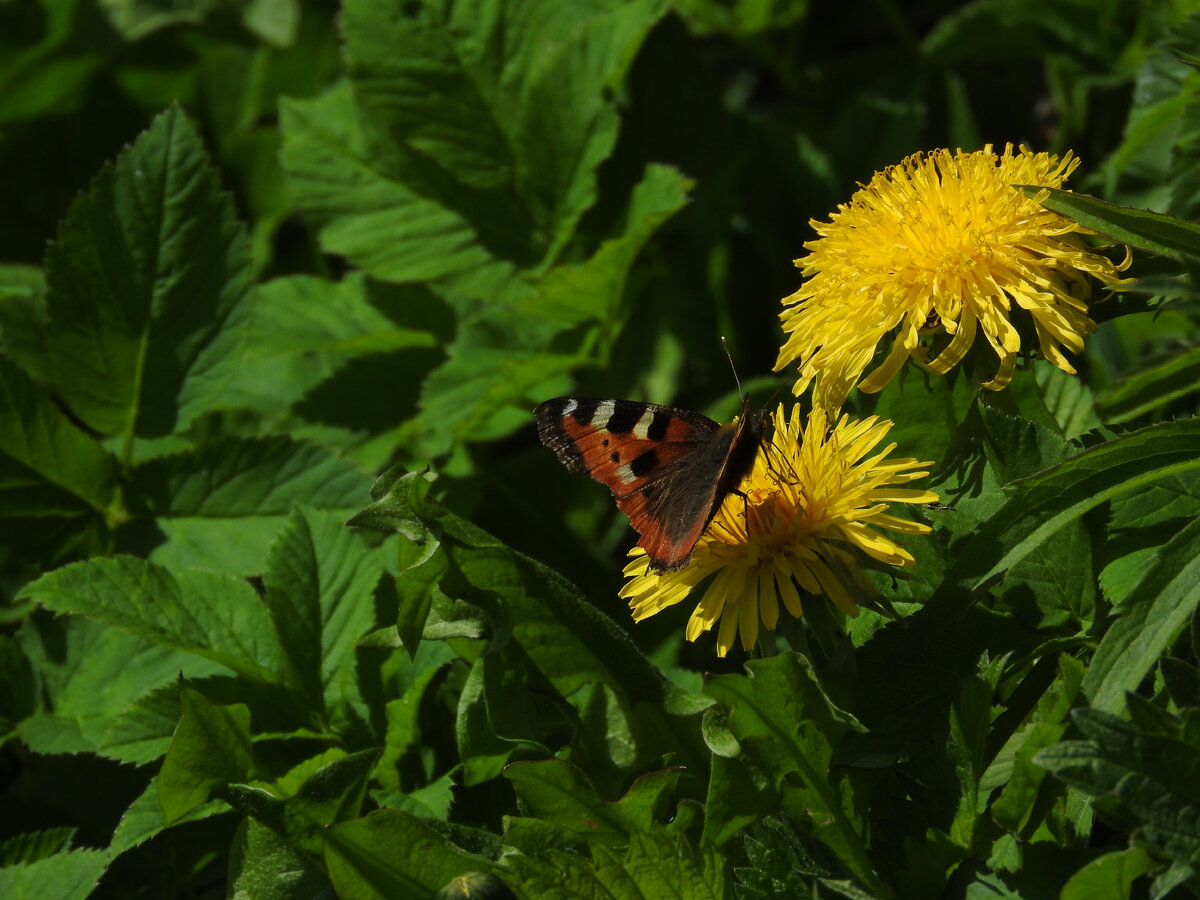 с нашей прогулки