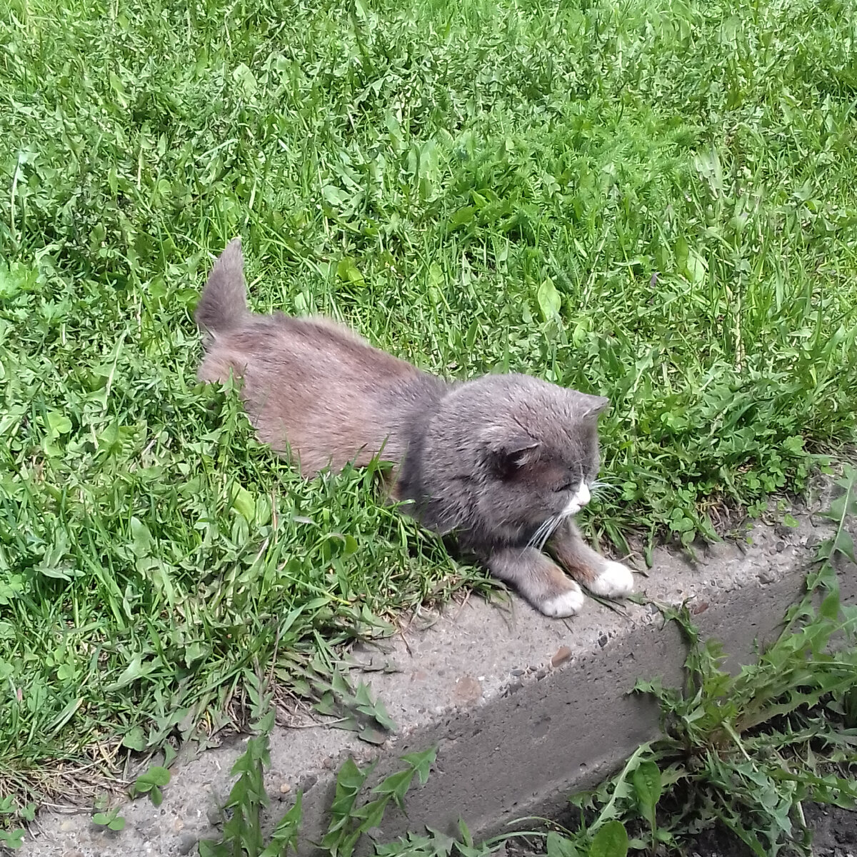 Наш Кузенька. На прогулке.