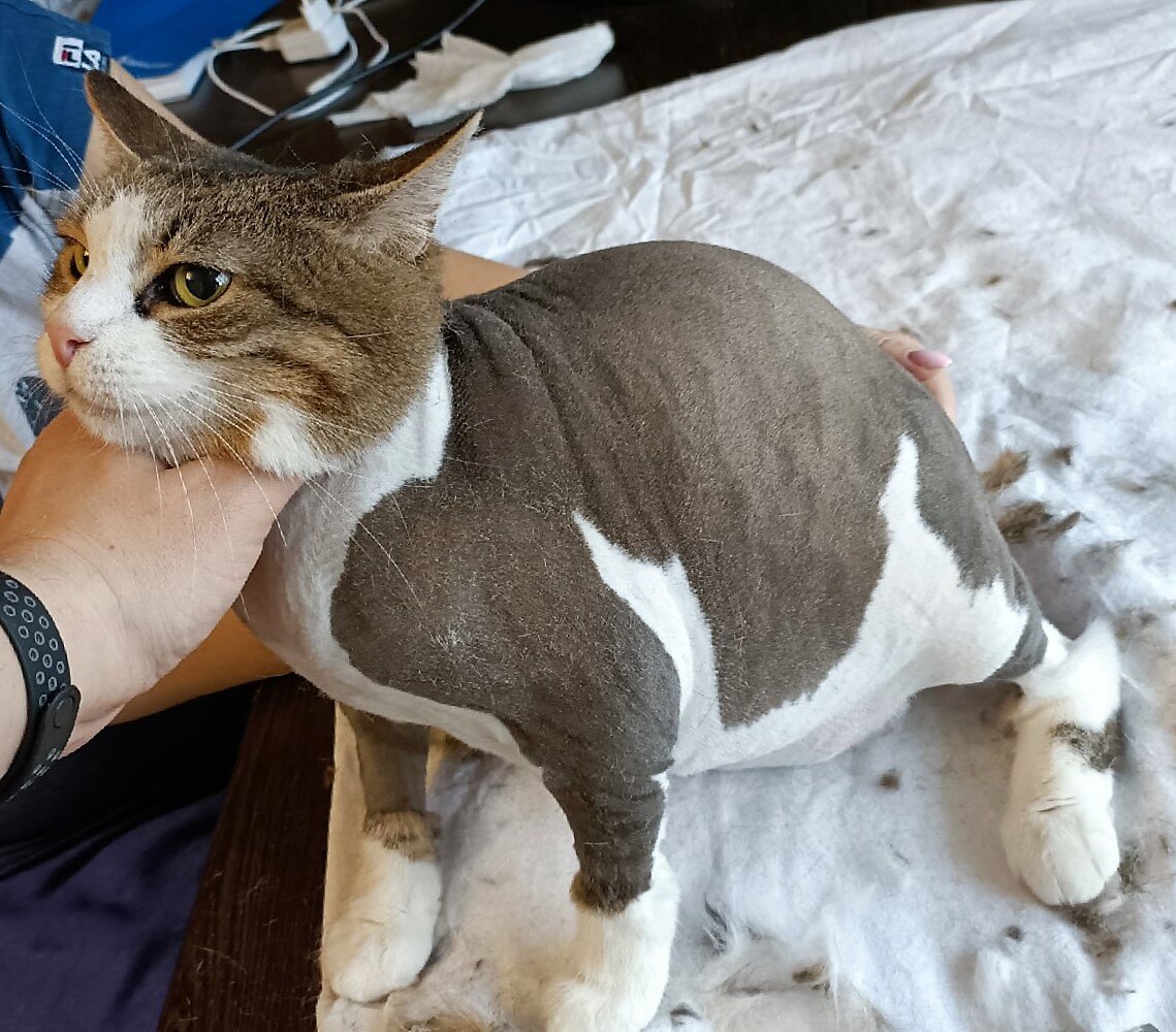 Пример стрижки кота