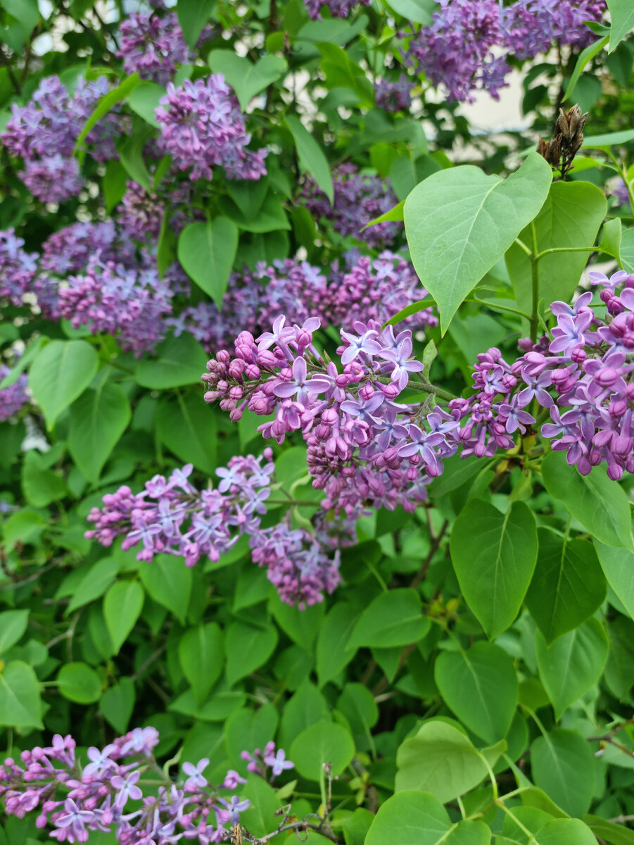 сирень (фото из личного архива)