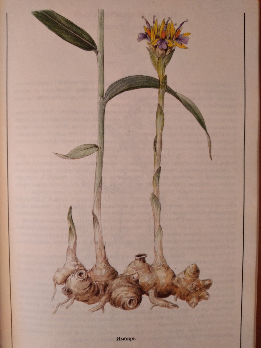 Имбирь.