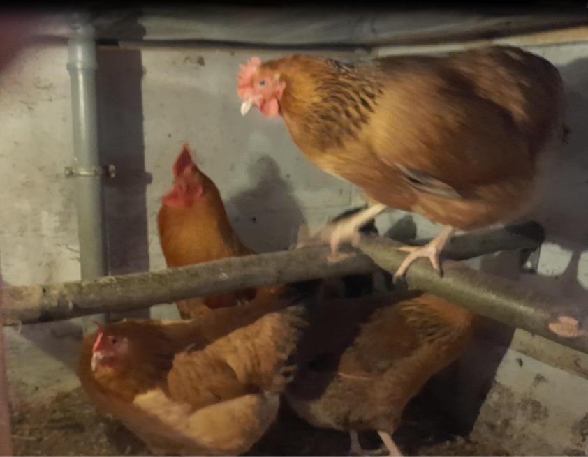 Порода кур Кучинская юбилейная.