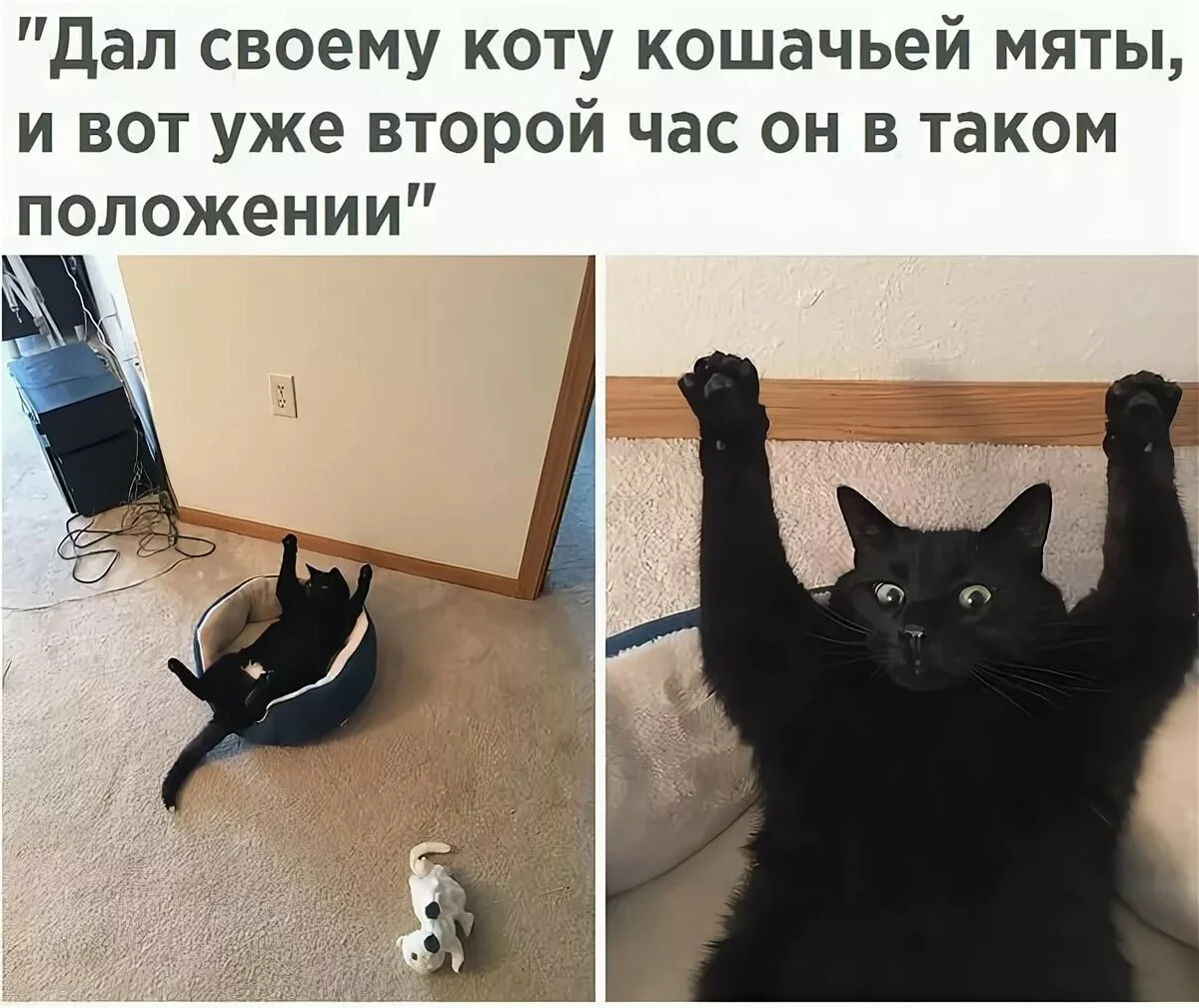 Коты с надписями до слëз. Котики смешные с надписями до слез. Смешные котики с надписями. Кошачьи шутки. Три тута