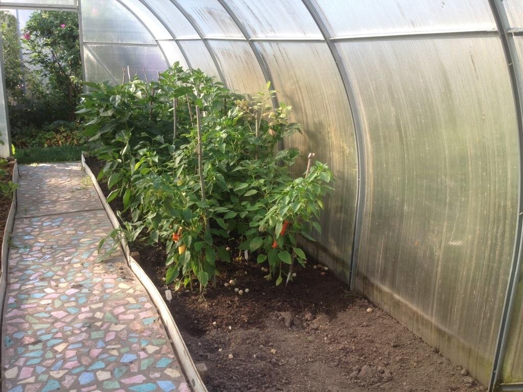 Здесь перец посажен по два — и по две палки стоят с каждой стороны. И к ним подвязан перец.