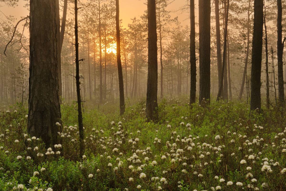 Рассвет на верховом болоте