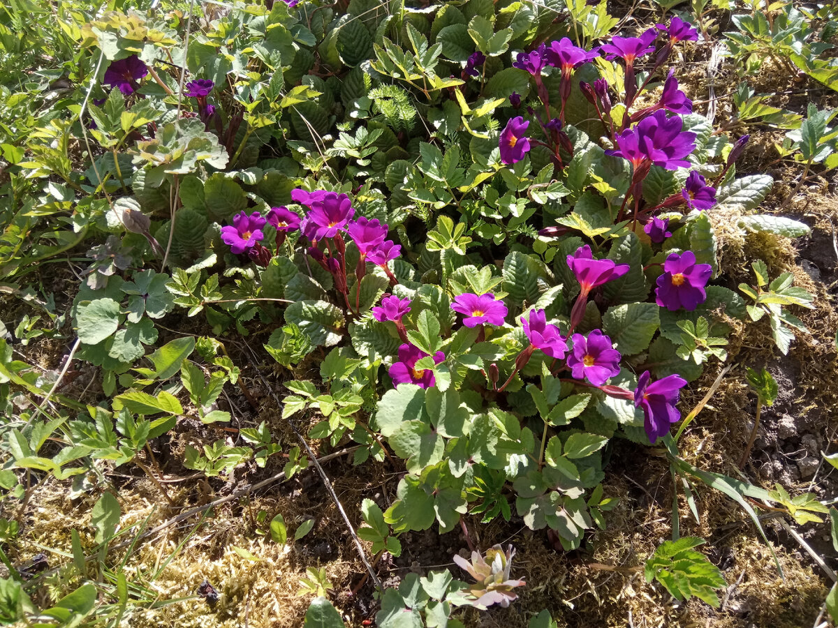 Примулы разрослись и их можно рассадить по краю гаона