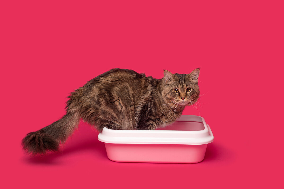     10 причин, почему кошка гадит мимо лотка, и как с этим справиться