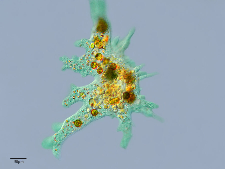 прости, инфузория туфелька)))