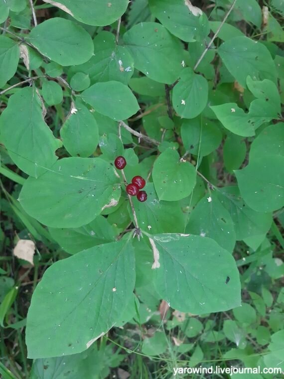 Жимолость настоящая