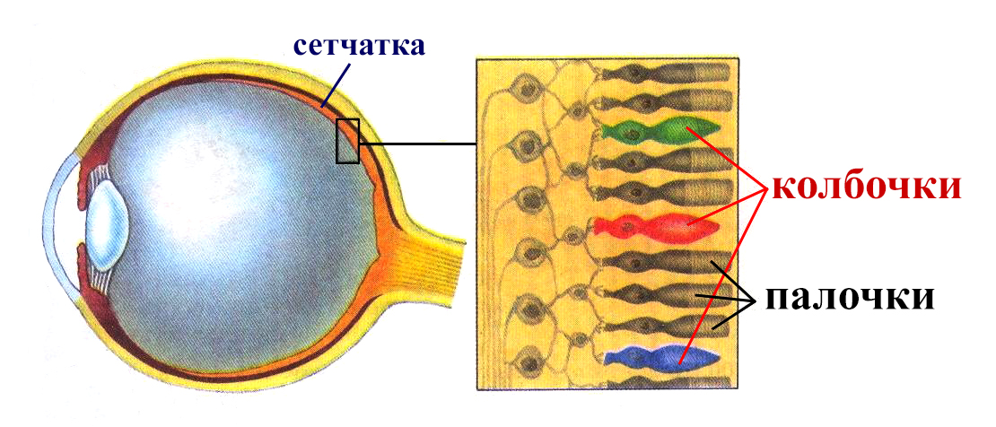 Какой цифрой на рисунке обозначена структура глаза нарушение в которой приводит к дальтонизму