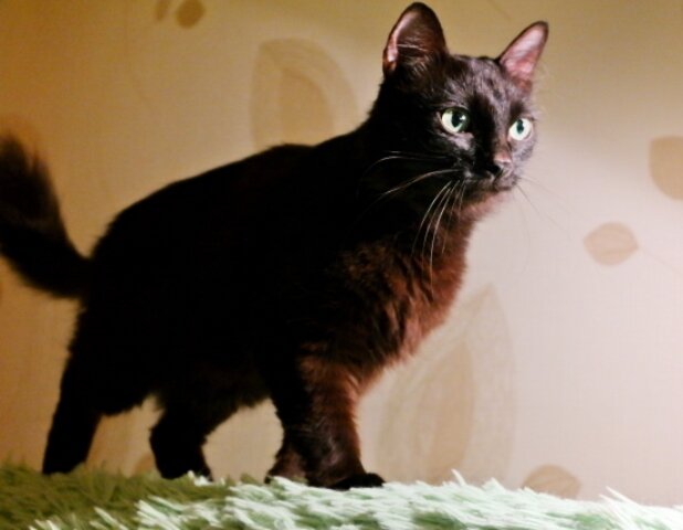 Вилетта (Вета). Фото из домашнего архива.