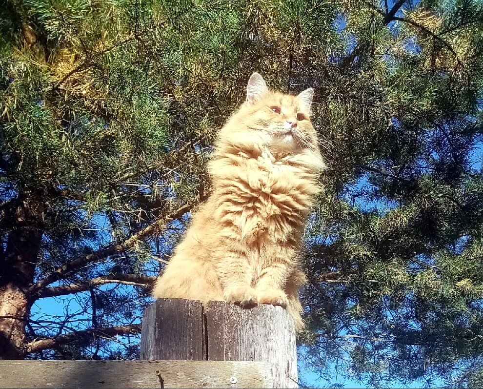 Наблюдательный пункт. Никто не проскочит. Никто не пройдет!