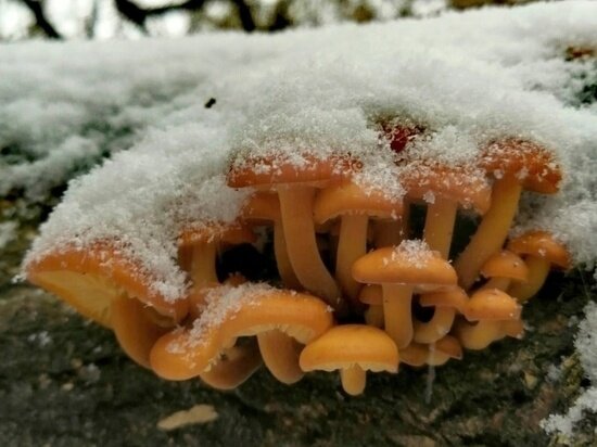     Фото: ВКонтакте / «Курские грибники»