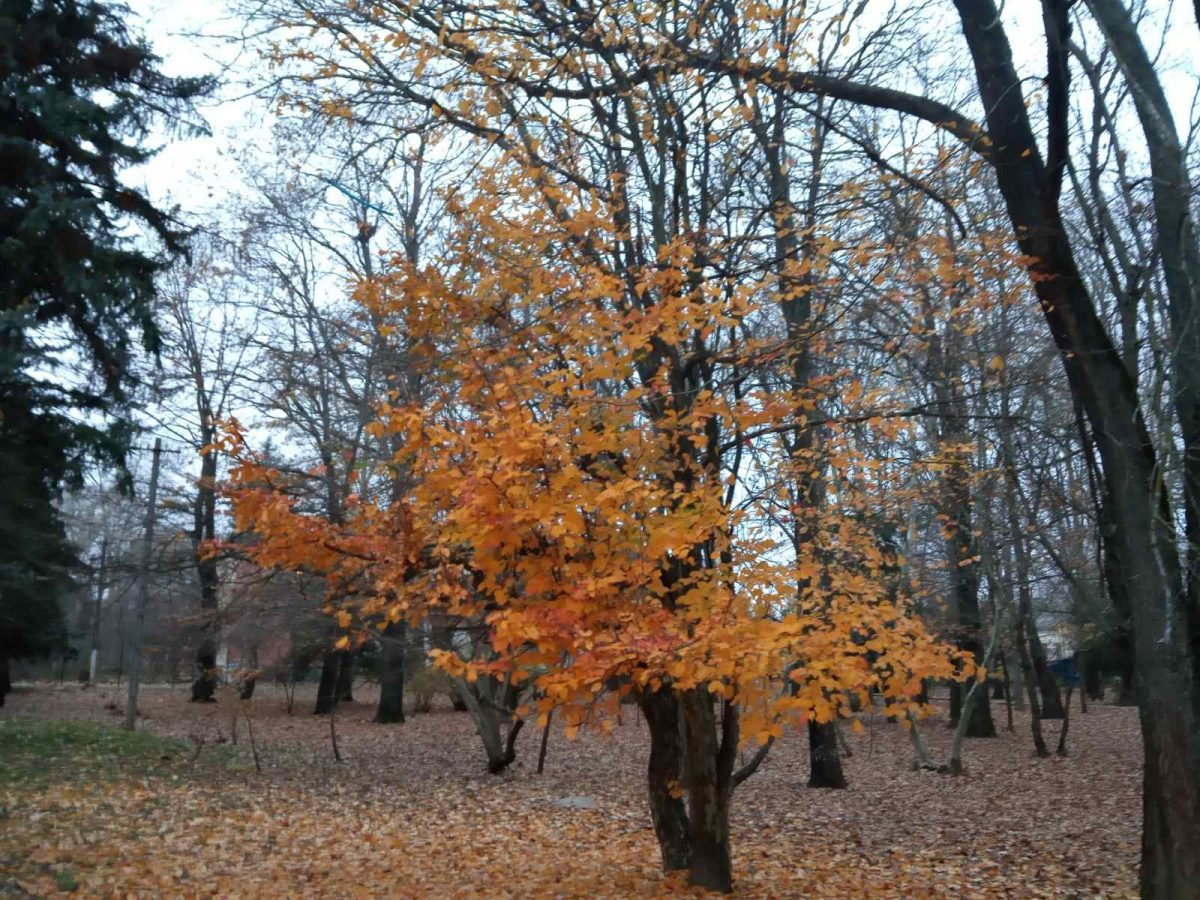 Осень в деревне