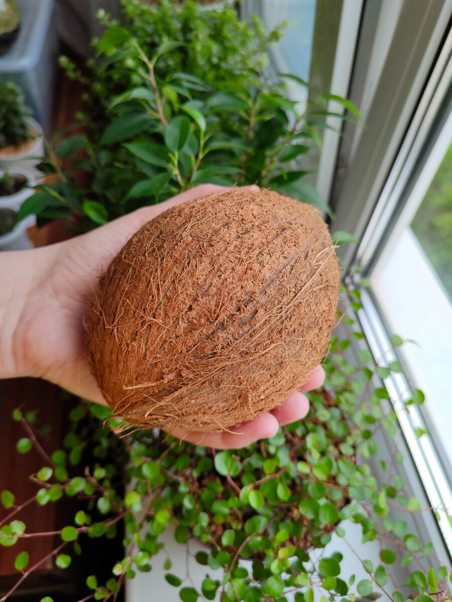 Кокос из супермаркета. Фото автора.