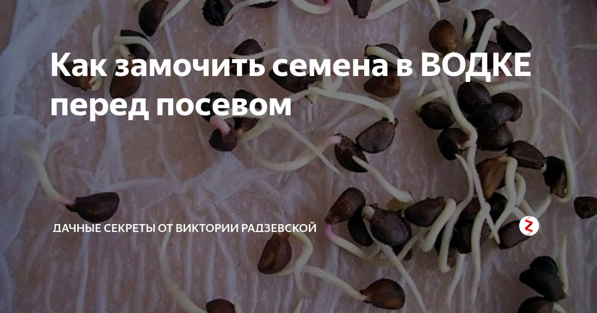 Семена замачивание. Как замочить чернушку перед посадкой. Как замочить чернушку перед посадкой. Как замочить чернушку перед посадкой. Лук эксибишен посев на рассаду.