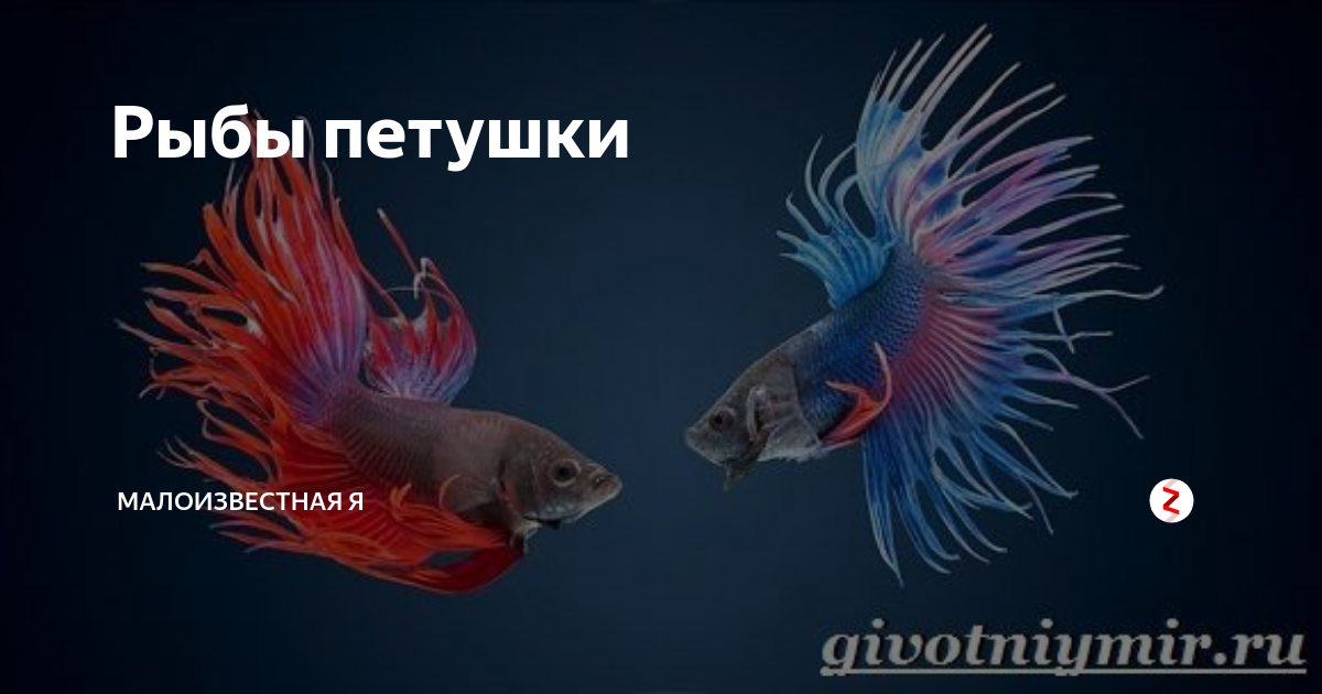 Рыбы петушки | любознательный Павел | Дзен