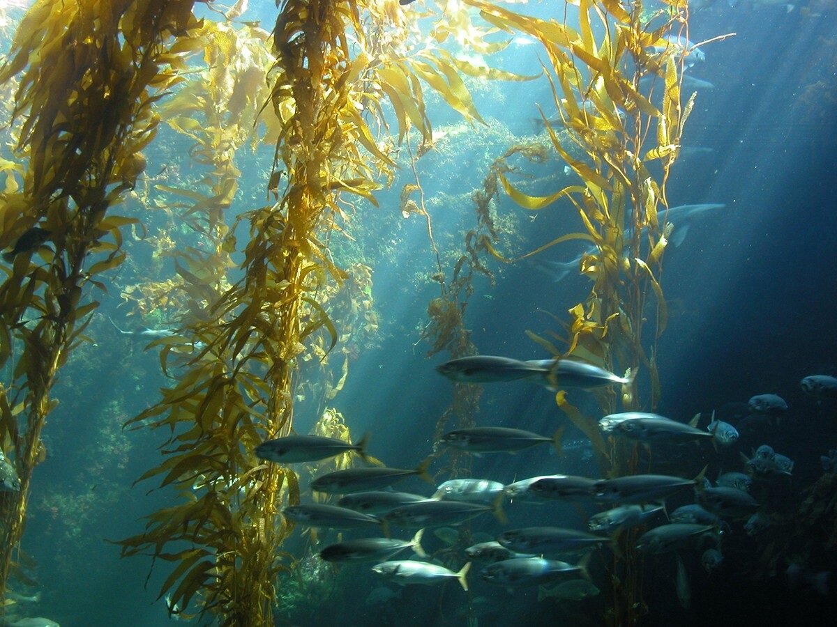 Море водорослей. Бурые водоросли ламинария. Водоросль морская капуста ламинария. Макроцистис водоросли. Ламинариевые бурые водоросли.