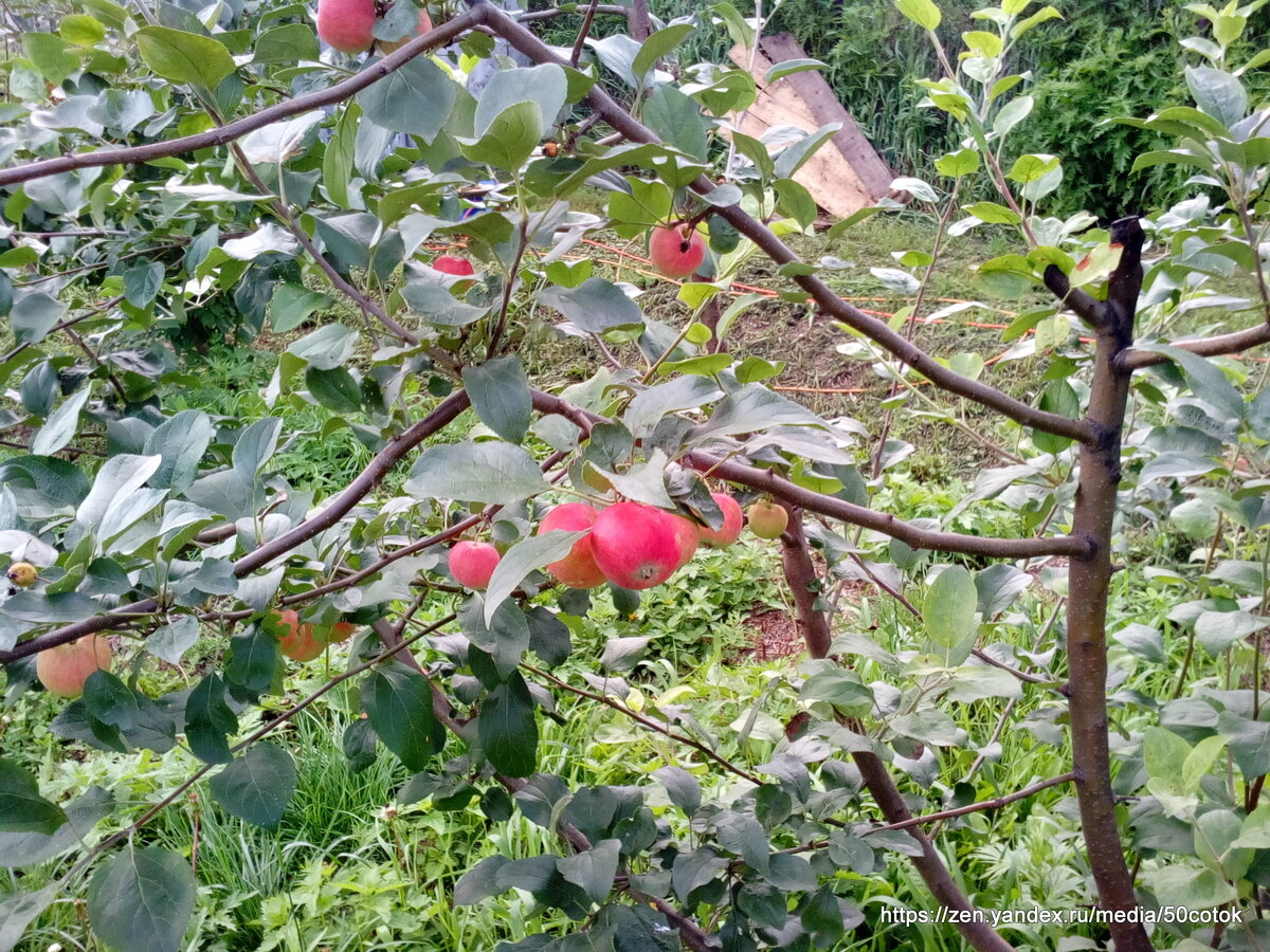Первые ранетки. Горно-алтайская. Самая неприхотливая.