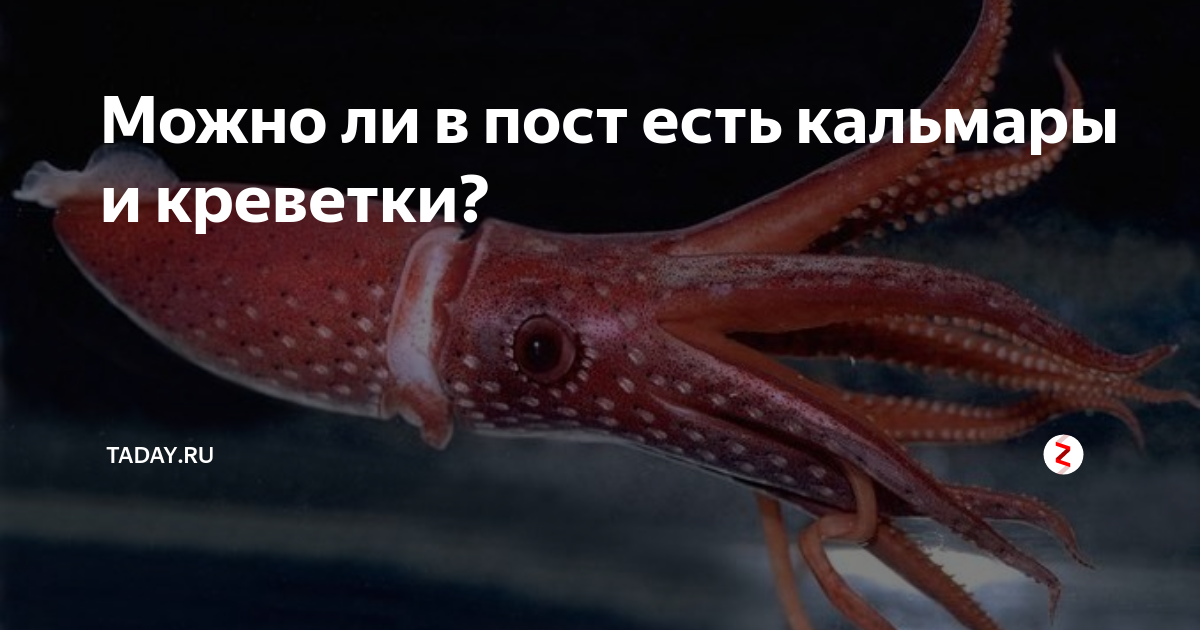 Кальмары в пост. Морские гады в пост. Кальмар можно ли есть в пост. Можно ли есть кальмары в Великий пост. Можно ли есть креветки в пост.