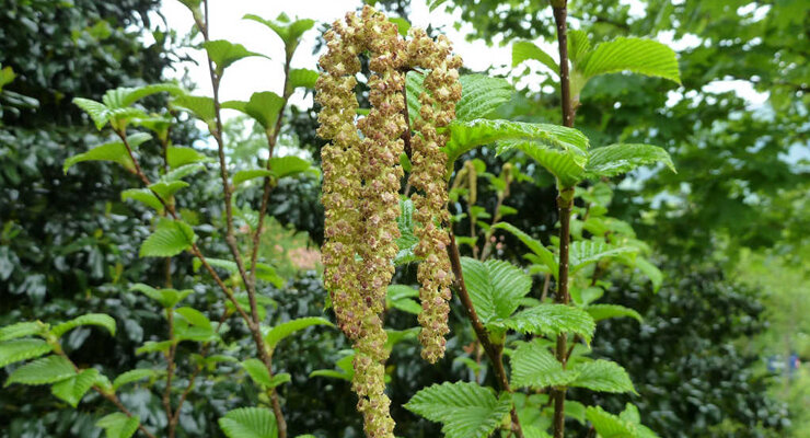 Береза Медведева