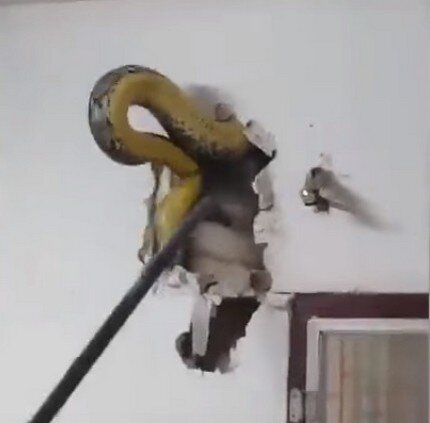 Фото: скриншот/Bunny547/youtube.com