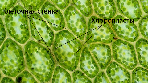 Микрофотография растительных клеток.