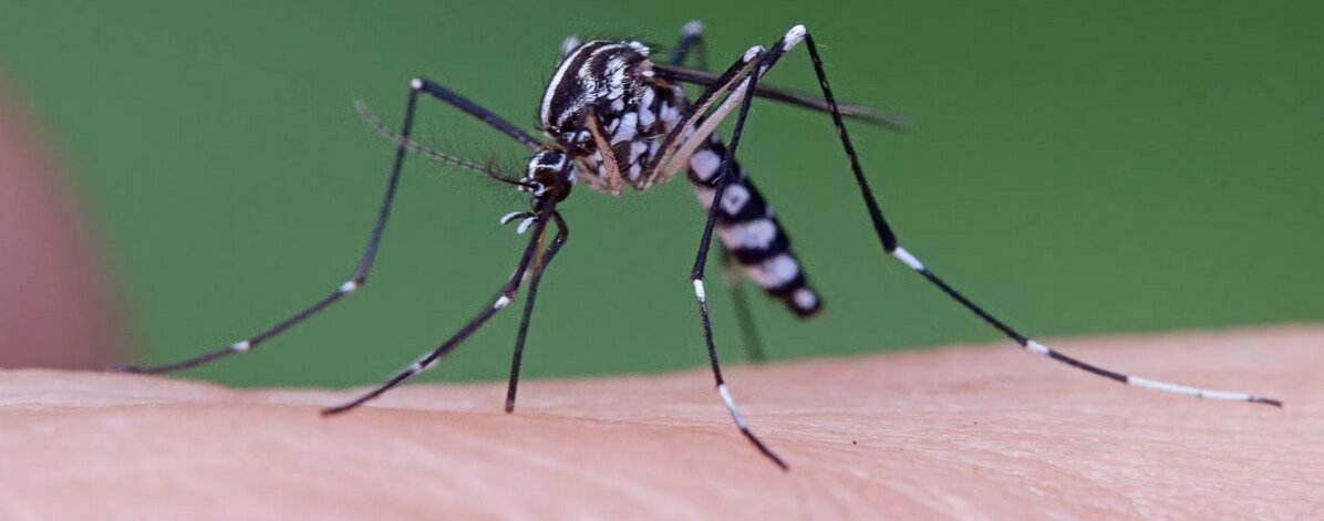 Комары, переносящие лихорадку Денге, отличаются необычной окраской!