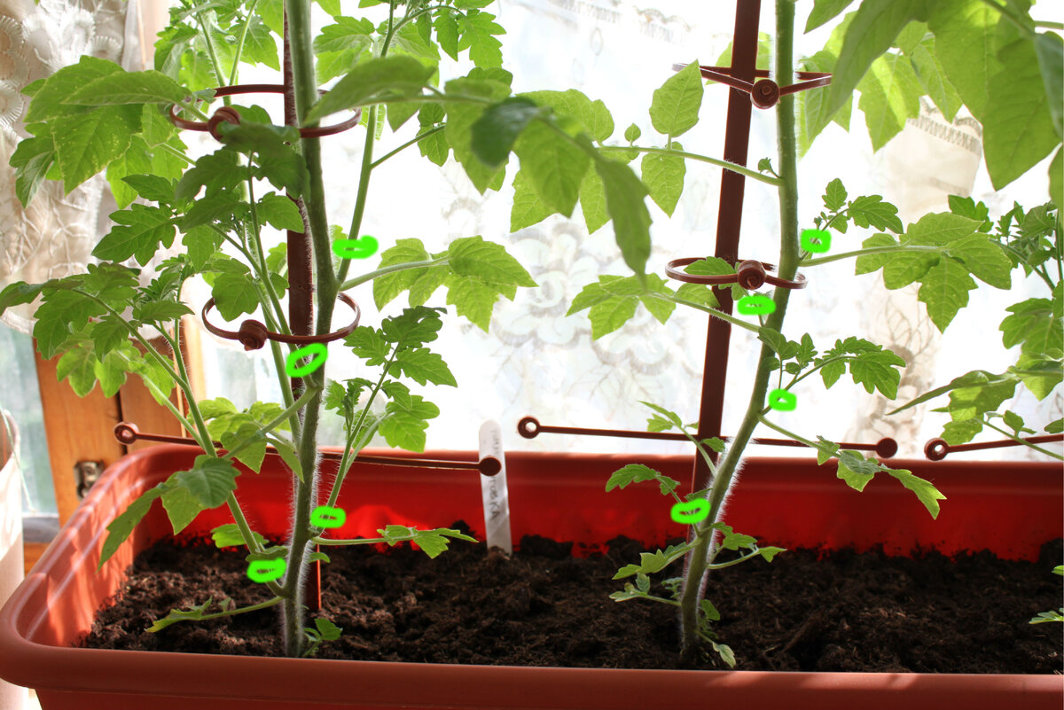 Пасынки на помидорах