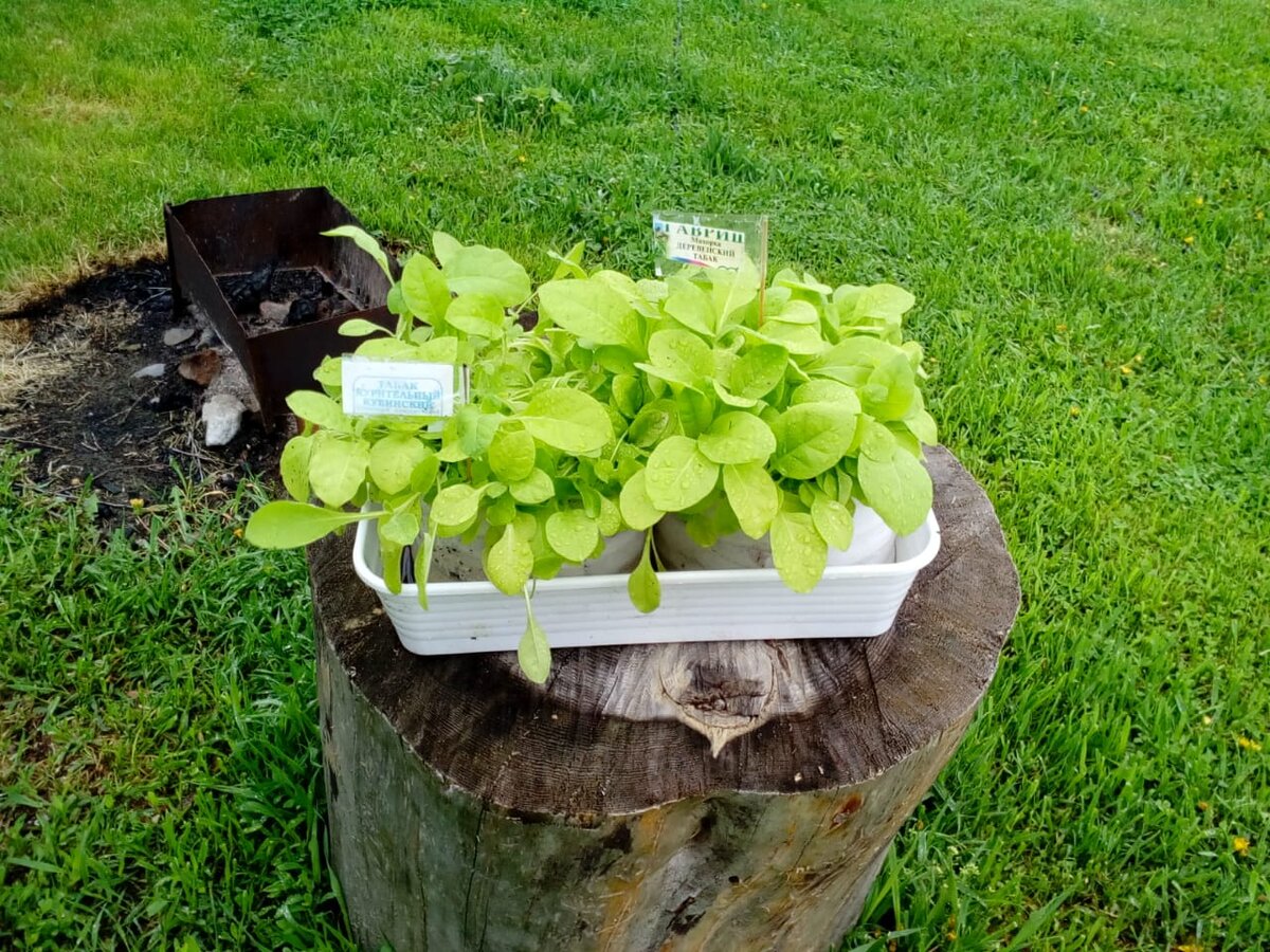  улитка с табаком