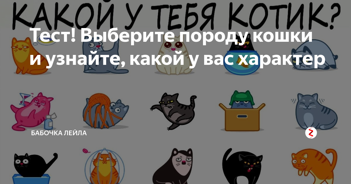 Тест какой ты котик. Тест по породам кошек. Тест про кошек. Тест какую породу кота выбрать.